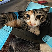 Mika is registered to the contest to win money with this photo: animal, bag, black, blue, cat, closeup, cozy, curious, cute, domestic, eyes, feline, fur, indoor, inside, paw, pet, resting, tabby, whiskers