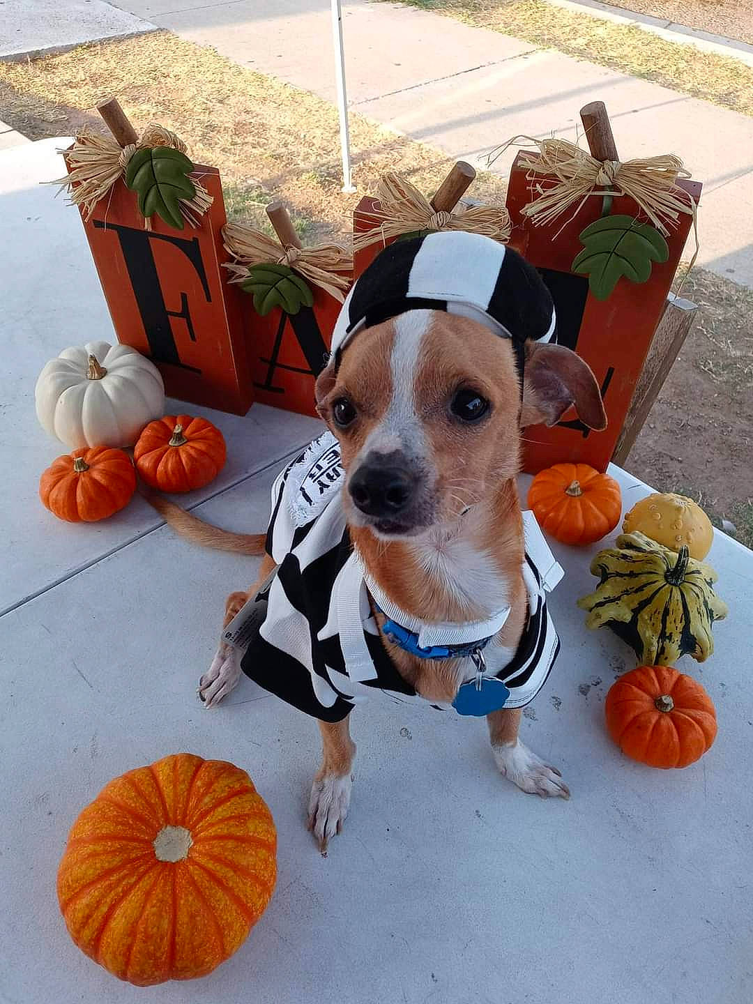 Papa joined the competition — help win amazing prizes! calabaza, carnivore, collar, companion_dog, cucurbita, dog, dog_breed, dog_clothes, dog_collar, dog_supply, fawn, gourd, natural_foods, orange, plant, pumpkin, squash, vegetable, winter_squash, working_animal