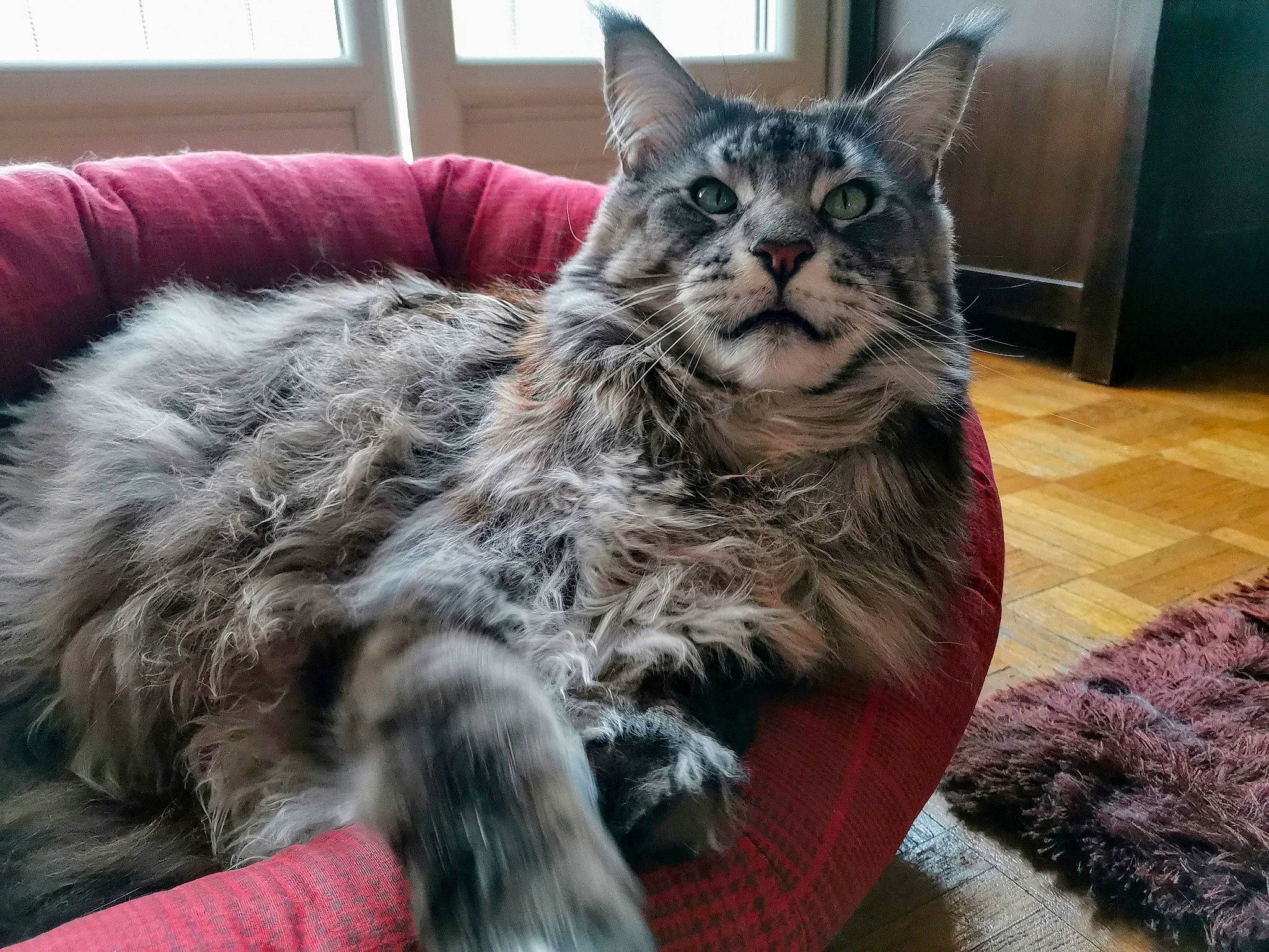Lancelot participe au concours pour gagner de l'argent avec cette photo : asian, british_semi_longhair, carnivore, cat, domestic_long_haired_cat, domestic_short_haired_cat, dragon_li, european_shorthair, felidae, fur, kitten, maine_coon, mammal, nebelung, norwegian_forest_cat, pixie_bob, small_to_medium_sized_cats, tabby_cat, vertebrate, whiskers