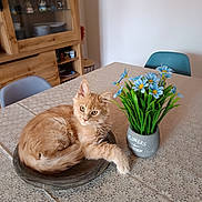Vegas a rejoint le concours — aidez-le/la à gagner de superbes lots ! animal, cabinet, cat, chair, cookware, cup, flower, flowerarrangement, flowerbouquet, furniture, hardwood, indoors, interiordesign, pet, plant, plywood, pot, pottedplant, shelf, wood