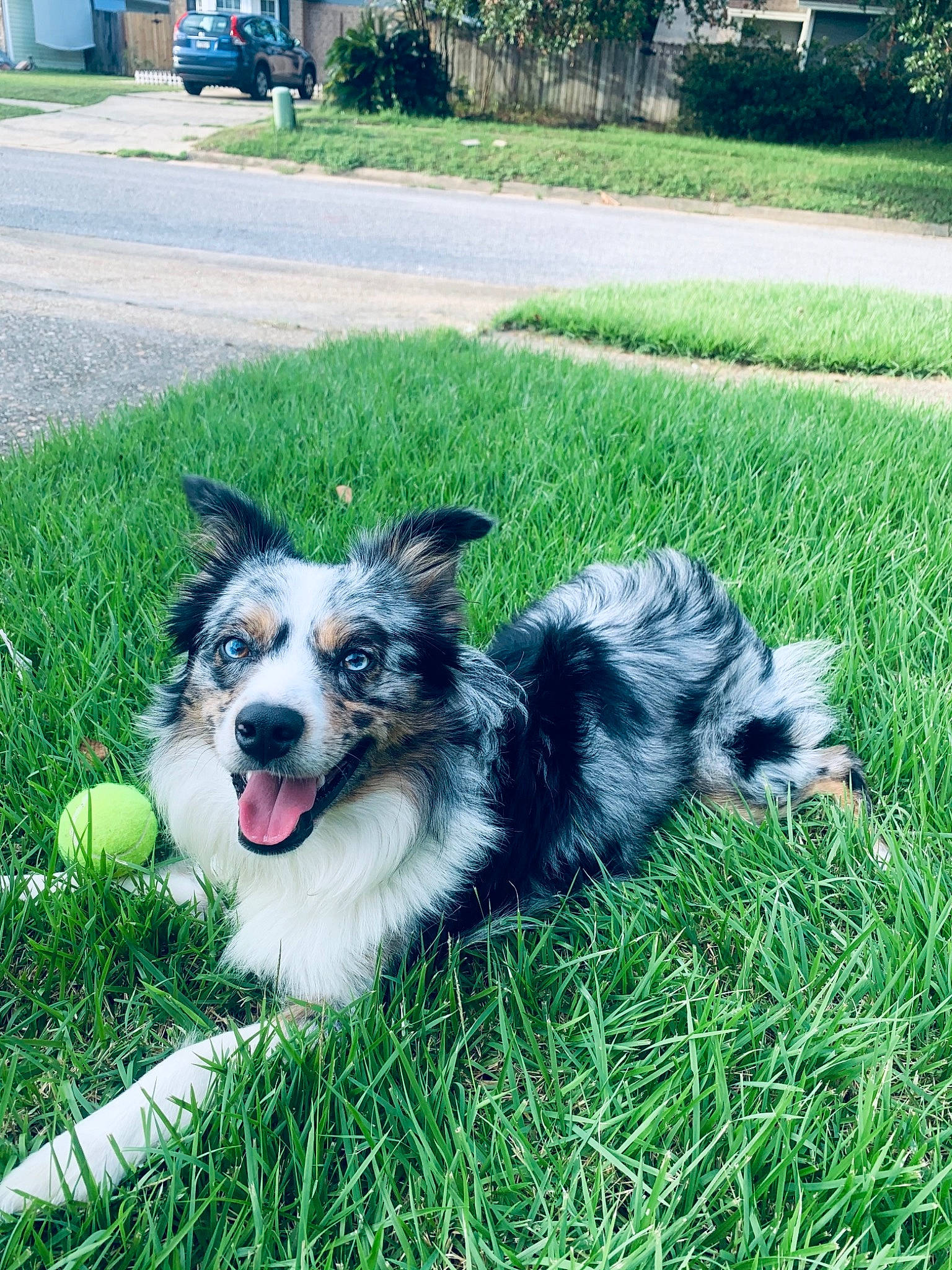 Fritz is registered to the contest to win money with this photo: carnivore, collar, companion_dog, dog, dog_breed, dog_collar, dog_supply, fur, garden, grass, herding_dog, lawn, plant, sporting_group, tail, tree, truck, working_animal, working_dog, yard