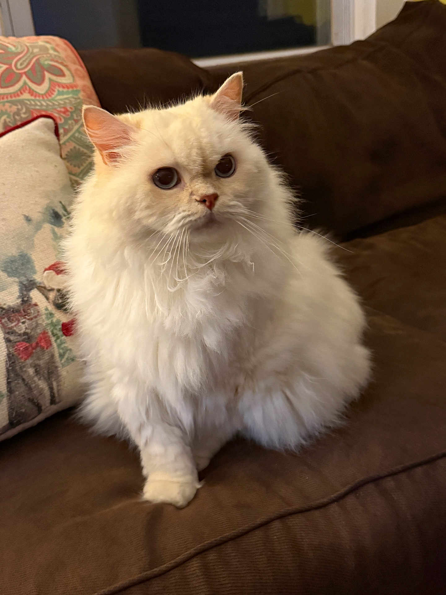 Snowball joined the competition — help win amazing prizes! cat, white_cat, fluffy, pet, indoor, couch, pillow, decor, feline, animal, cute, domestic_cat, looking, sitting, soft, fur, whiskers, ears, eyes, household