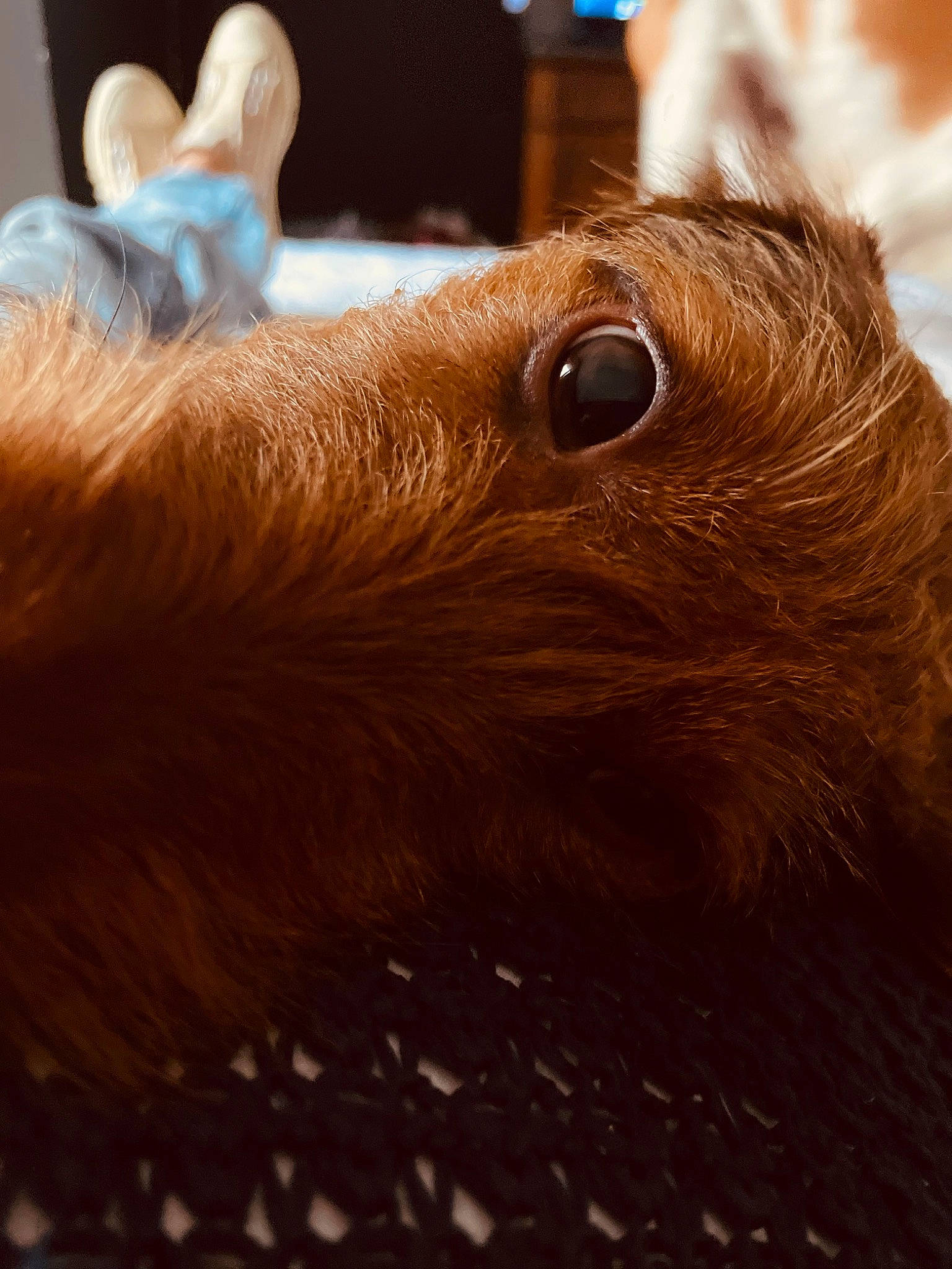 Raoul participe au concours pour gagner de l'argent avec cette photo : canidae, claw, companion_dog, dog_breed, eye, eyelash, fawn, fur, liver, livestock, rabbits_and_hares, rodent, snout, sporting_group, tail, terrestrial_animal, toy, whiskers, wildlife, wood