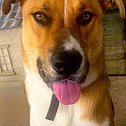 Bruce joined the competition — help win amazing prizes! animal, brown_coat, building, canine, close_up, collar, dog, ears, face, fence, friendly, looking_at_camera, muzzle, outdoor, pet, portrait, tongue_out, whiskers, white_coat, window