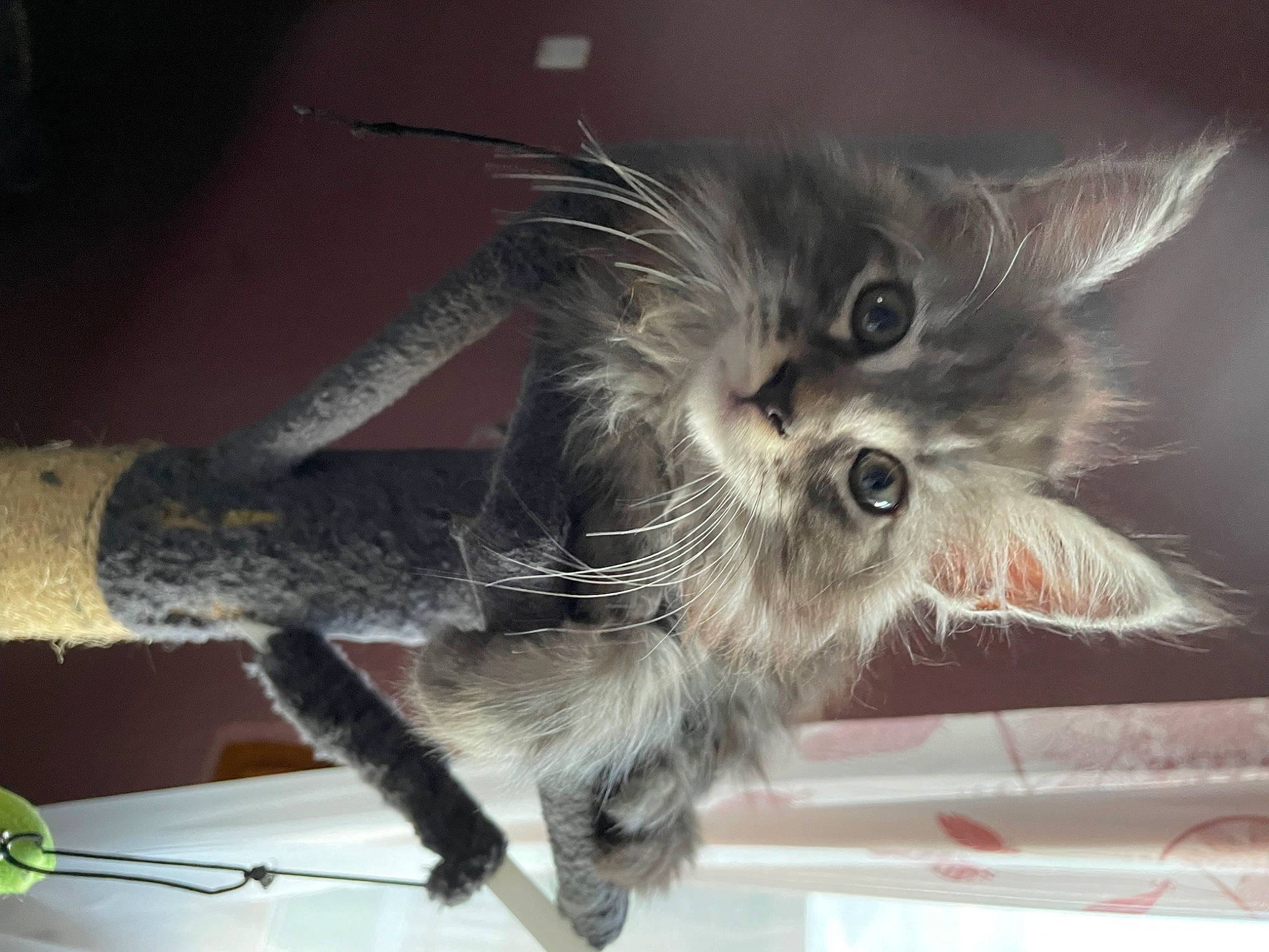 Negan a rejoint le concours — aidez-le/la à gagner de superbes lots ! carnivore, cat, claw, domestic_short_haired_cat, felidae, fur, paw, photo_caption, small_to_medium_sized_cats, snout, tail, whiskers