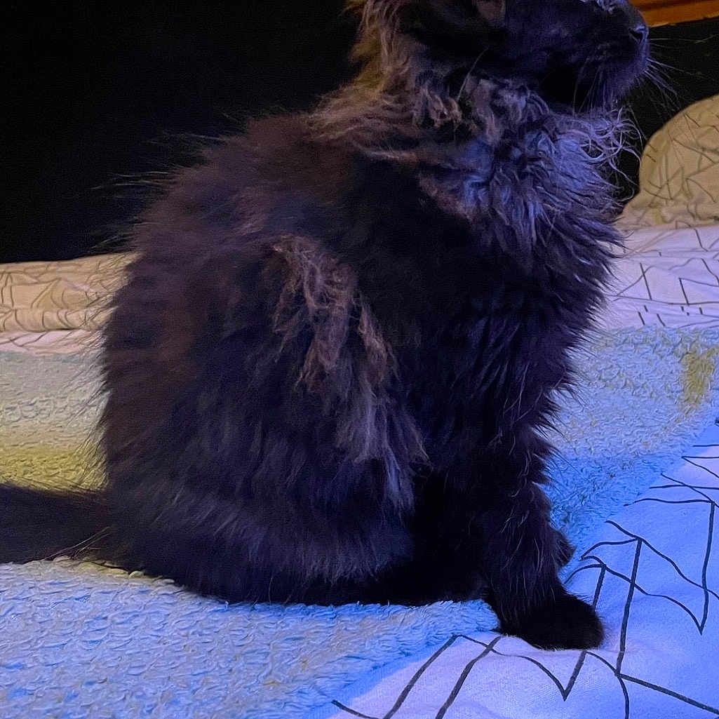 Lucille