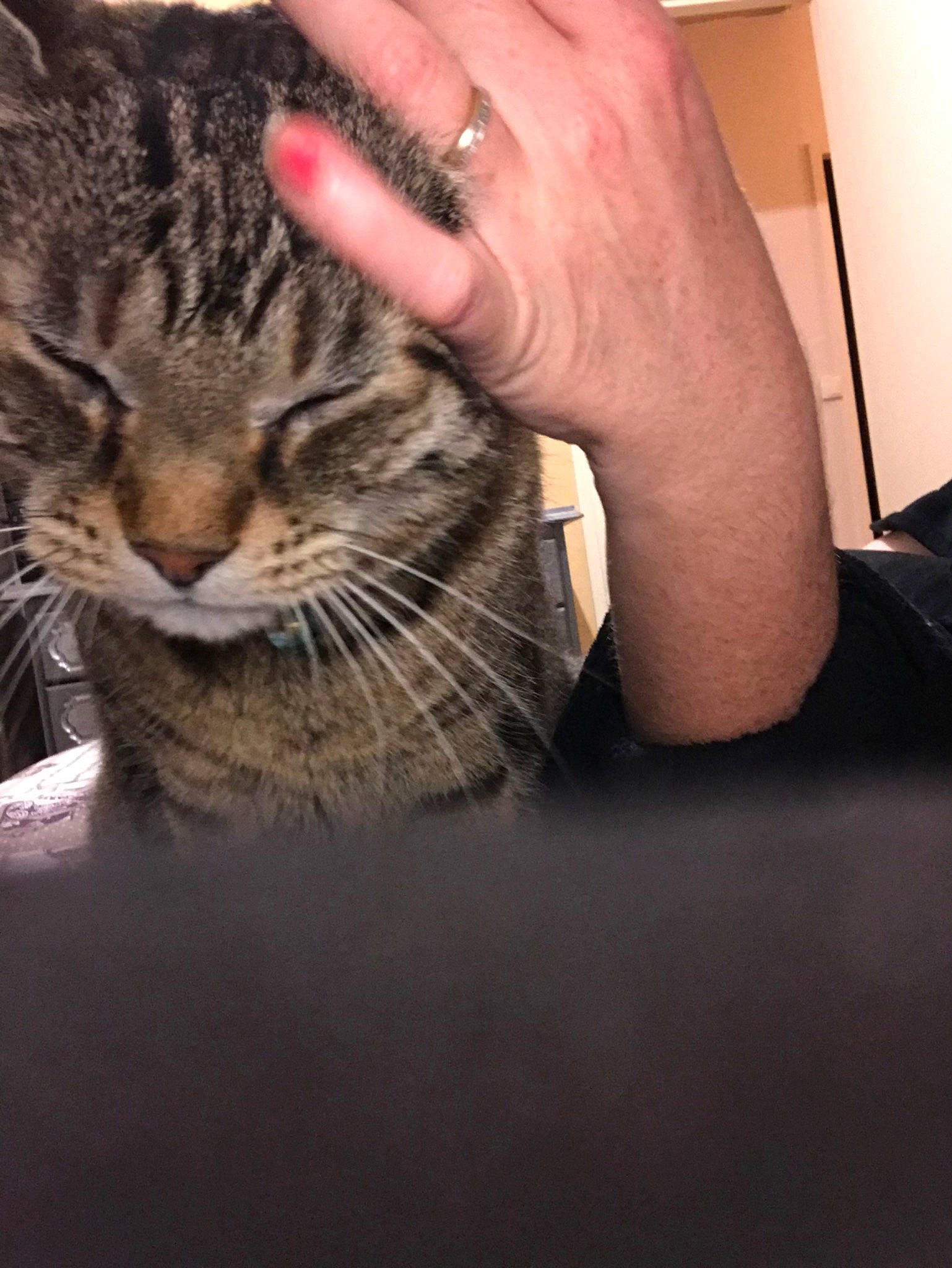 Rouby participe au concours pour gagner de l'argent avec cette photo : american_shorthair, asian, bengal, carnivore, cat, domestic_short_haired_cat, dragon_li, european_shorthair, felidae, fur, hand, kitten, nail, paw, pixie_bob, polydactyl_cat, small_to_medium_sized_cats, tabby_cat, toyger, whiskers