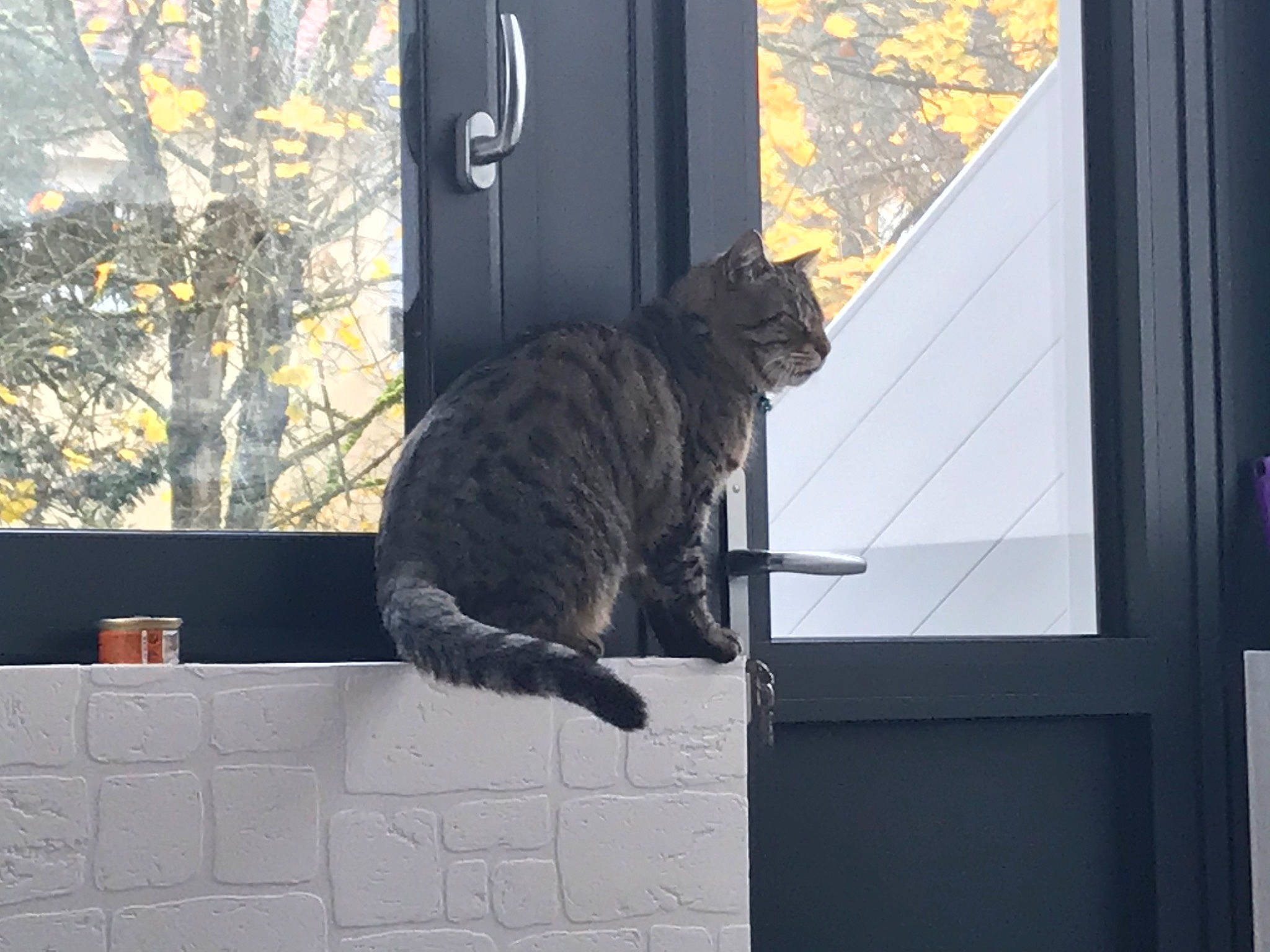 Rouby participe au concours pour gagner de l'argent avec cette photo : carnivore, cat, curtain, domestic_short_haired_cat, door, dragon_li, european_shorthair, felidae, interior_design, ocicat, small_to_medium_sized_cats, tabby_cat, tail, toyger, tree, whiskers, window, window_treatment, wood