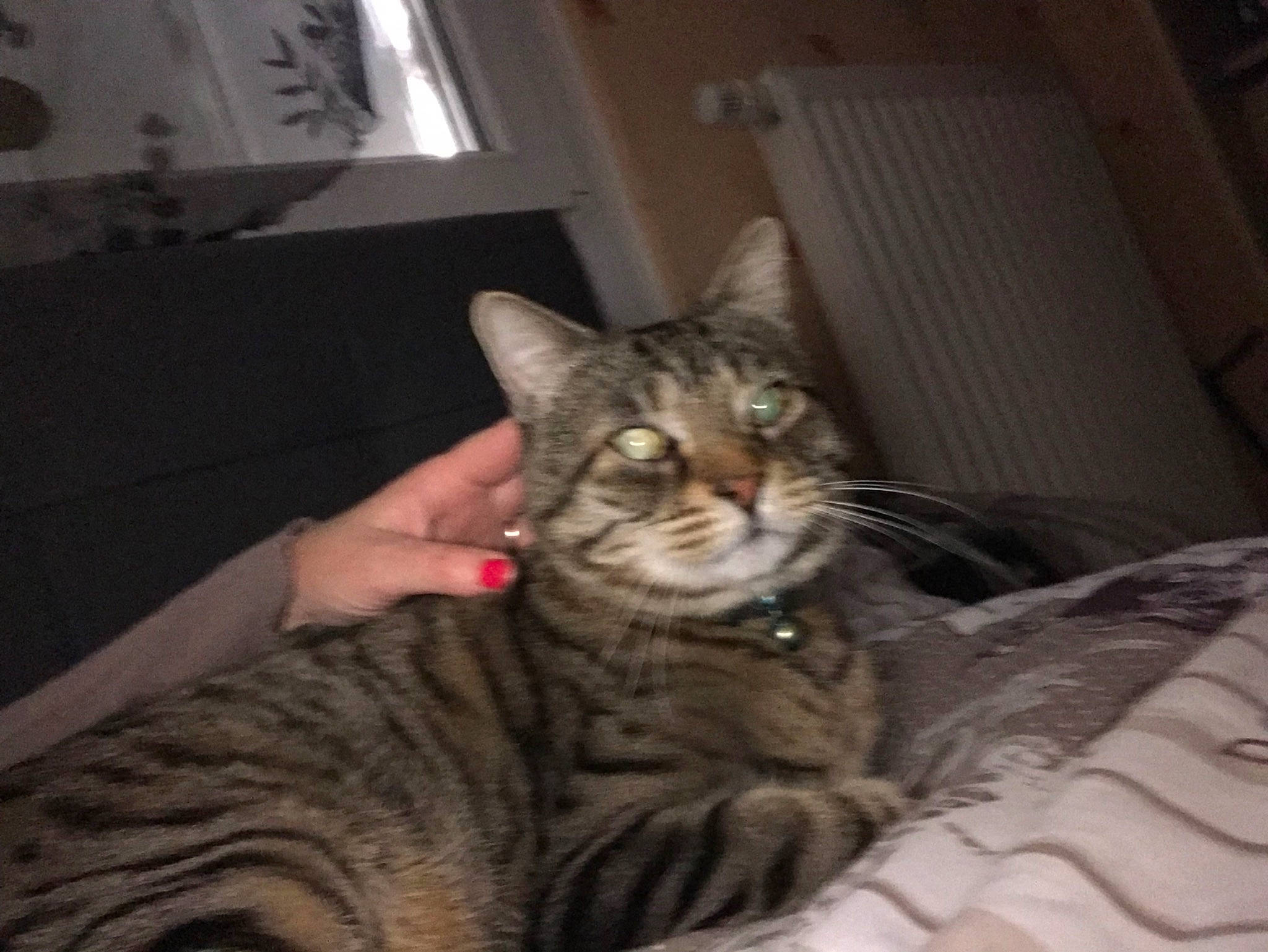 Rouby participe au concours pour gagner de l'argent avec cette photo : american_shorthair, asian, california_spangled, carnivore, cat, chausie, domestic_short_haired_cat, dragon_li, egyptian_mau, european_shorthair, eye, felidae, mammal, ocicat, pixie_bob, small_to_medium_sized_cats, sokoke, tabby_cat, toyger, whiskers