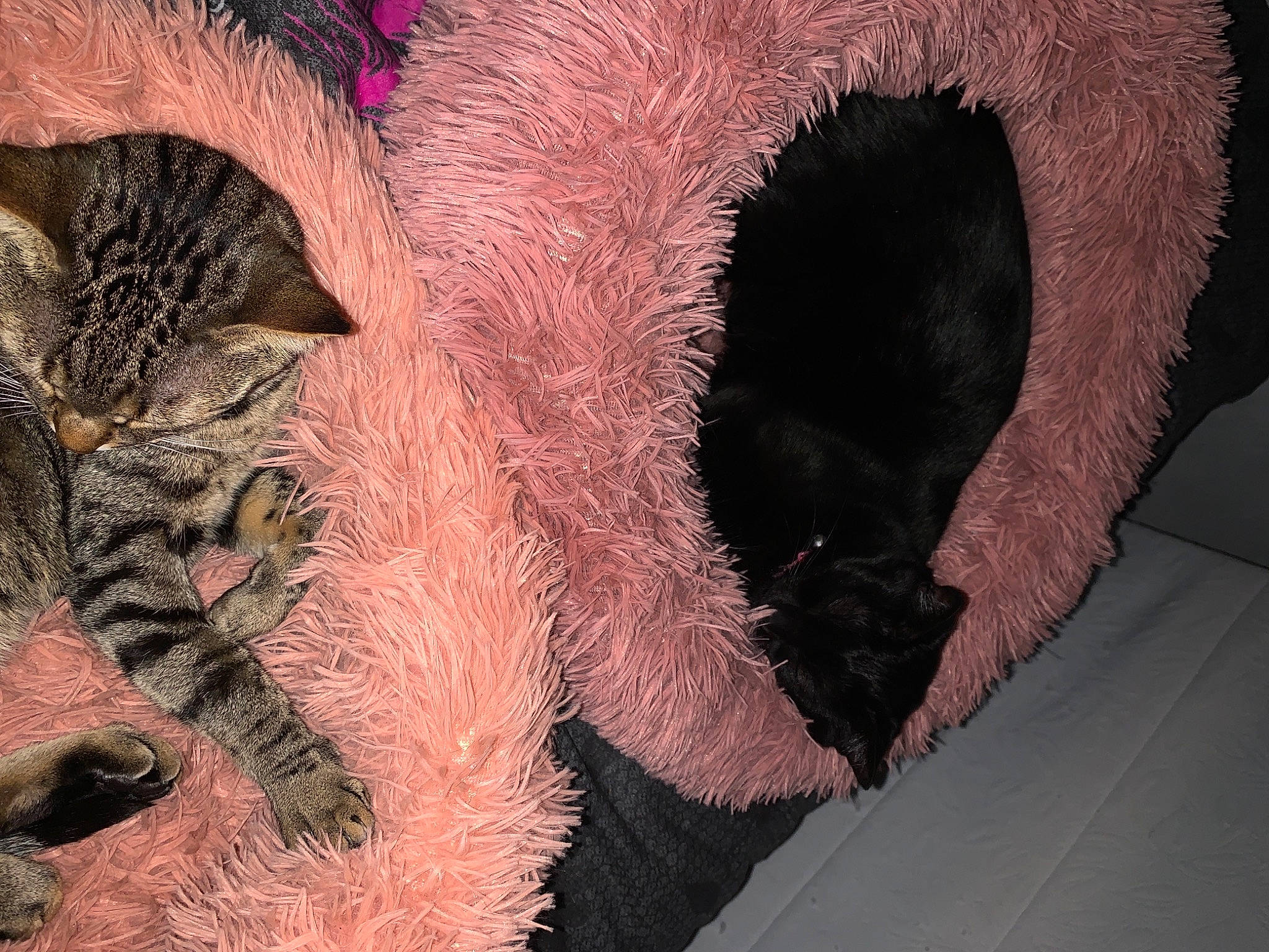 Pepsy a rejoint le concours — aidez-le/la à gagner de superbes lots ! canidae, carnivore, cat_bed, claw, dog_breed, eyelash, fawn, felidae, fur, human_leg, leg, liver, nap, paw, small_to_medium_sized_cats, snout, sporting_group, tail, terrestrial_animal, whiskers