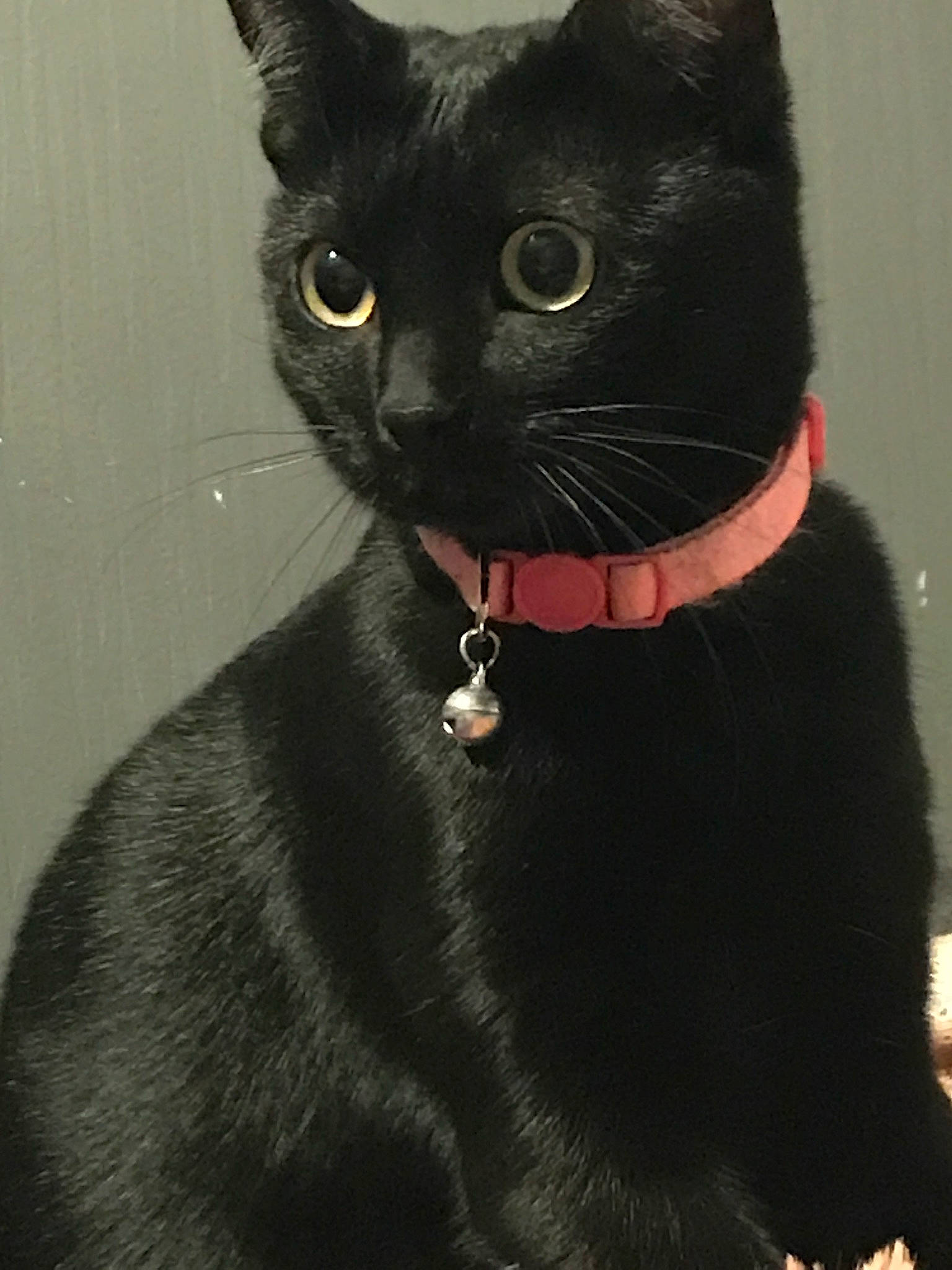 Pepsy participe au concours pour gagner de l'argent avec cette photo : black_cat, bombay, carnivore, cat, collar, domestic_short_haired_cat, fashion_accessory, felidae, fur, pet_supply, small_to_medium_sized_cats, snout, terrestrial_animal, whiskers