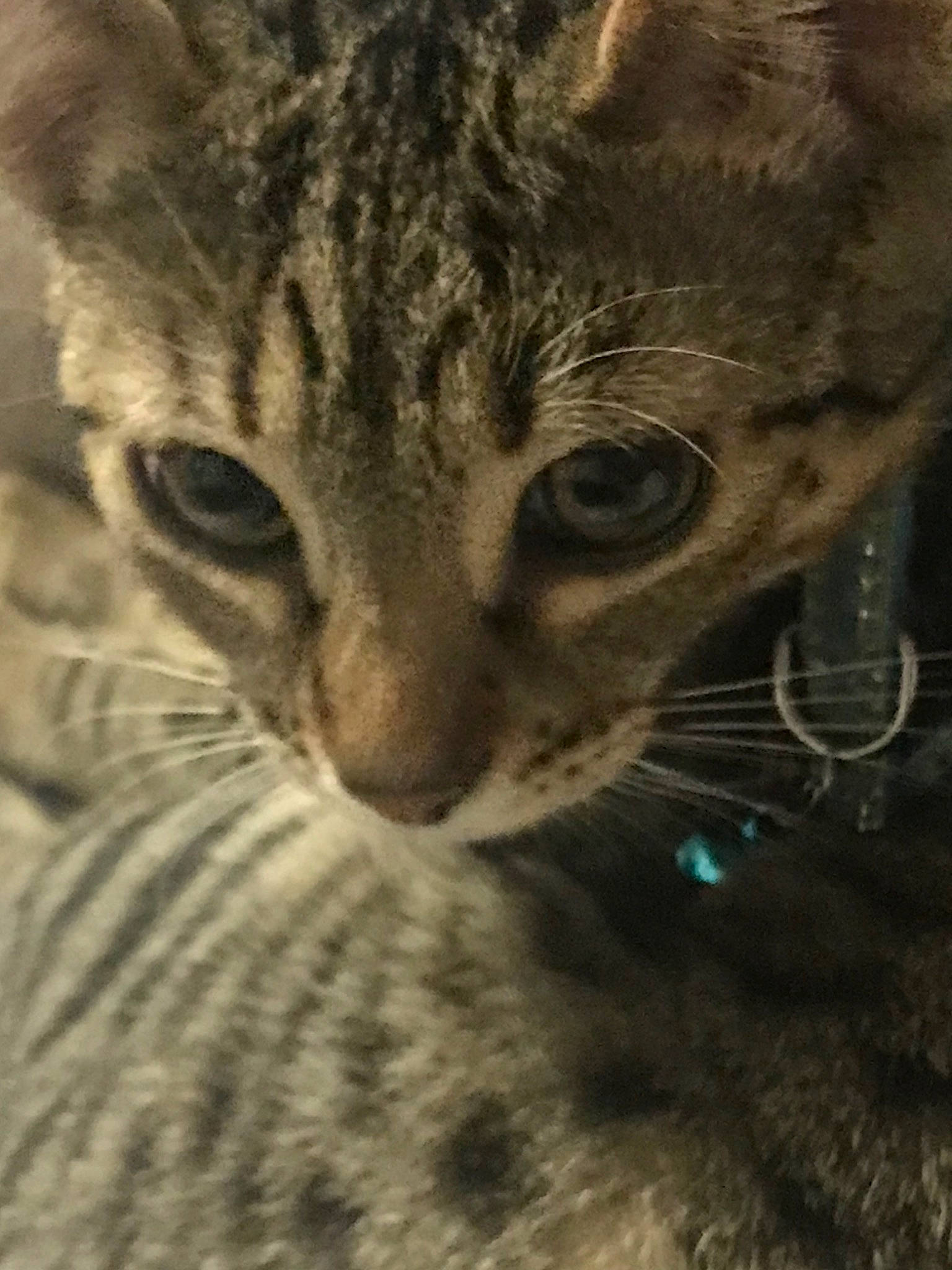 Pixel a rejoint le concours — aidez-le/la à gagner de superbes lots ! asian, australian_mist, bengal, california_spangled, carnivore, cat, close_up, domestic_short_haired_cat, dragon_li, egyptian_mau, european_shorthair, felidae, mammal, ocicat, singapura, small_to_medium_sized_cats, snout, tabby_cat, vertebrate, whiskers