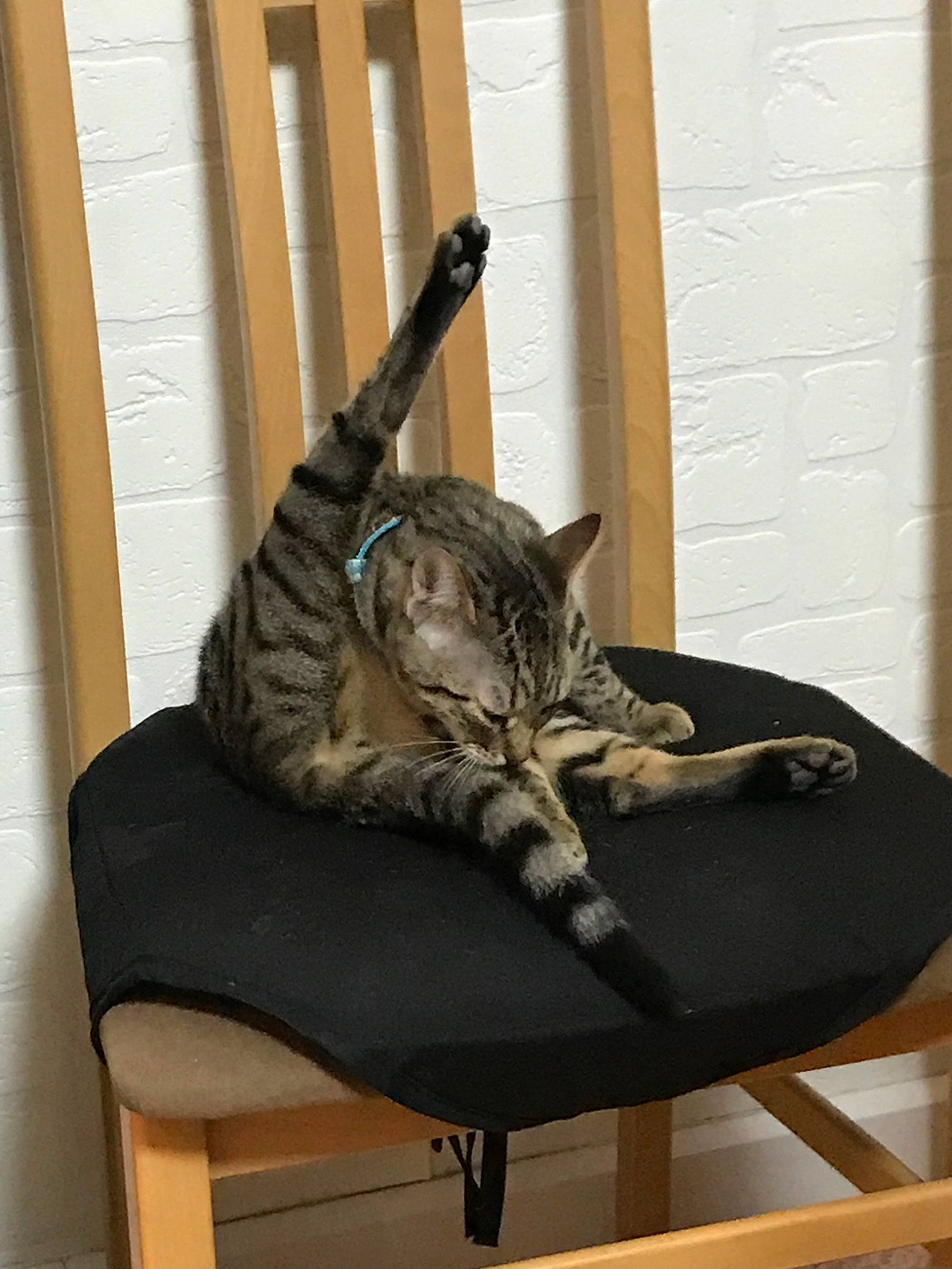 Pixel participe au concours pour gagner de l'argent avec cette photo : american_shorthair, asian, bengal, carnivore, cat, chair, domestic_short_haired_cat, dragon_li, egyptian_mau, european_shorthair, felidae, furniture, ocicat, savannah, small_to_medium_sized_cats, sokoke, tabby_cat, tail, toyger, whiskers