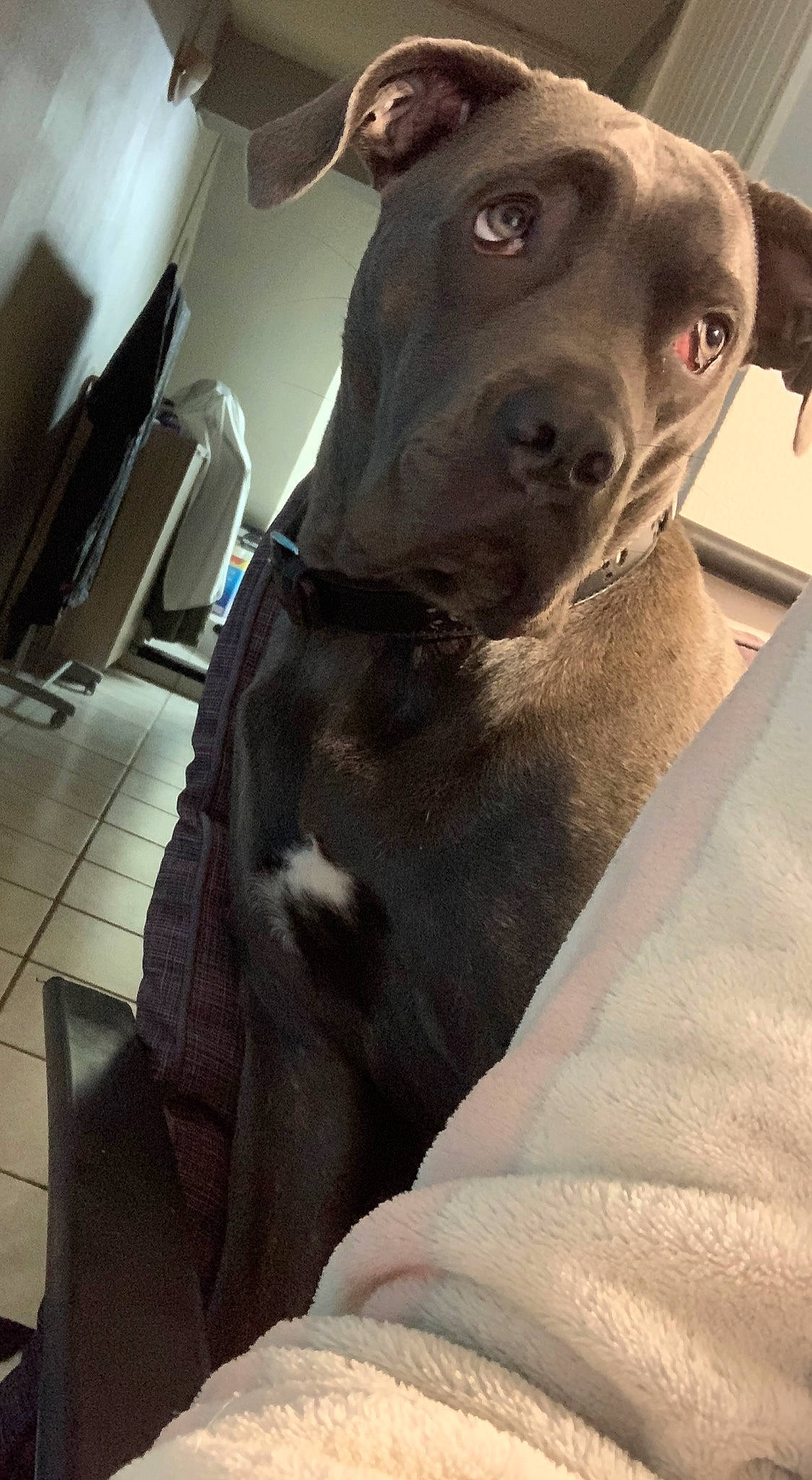 Rhea participe au concours pour gagner de l'argent avec cette photo : canidae, carnivore, collar, comfort, companion_dog, dog, dog_breed, fawn, fur, grey, jaw, liver, metal, non_sporting_group, pet_supply, snout, sporting_group, terrestrial_animal, whiskers, working_animal