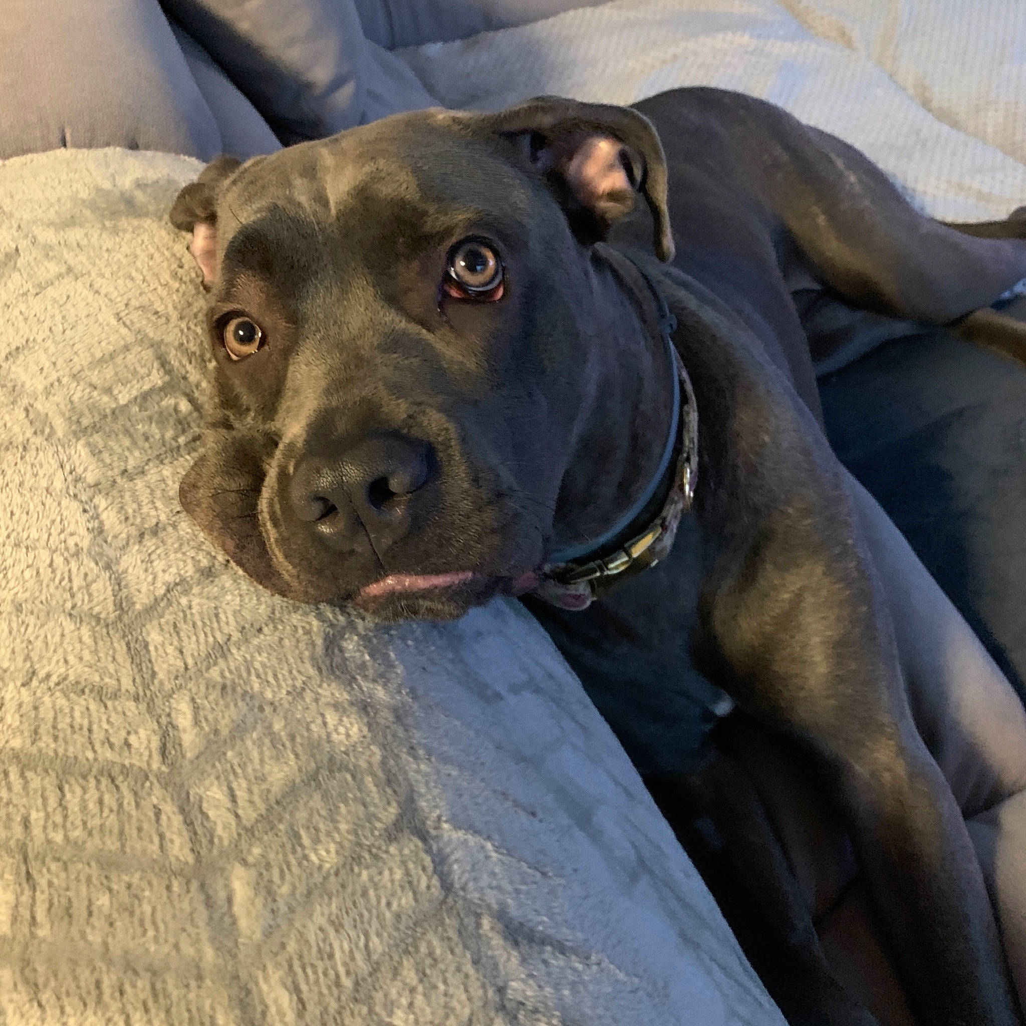 Rhea a rejoint le concours — aidez-le/la à gagner de superbes lots ! borador, canidae, carnivore, collar, companion_dog, dog, dog_breed, dog_collar, fawn, guard_dog, gun_dog, hunting_dog, liver, non_sporting_group, snout, sporting_group, terrestrial_animal, whiskers, working_animal, working_dog