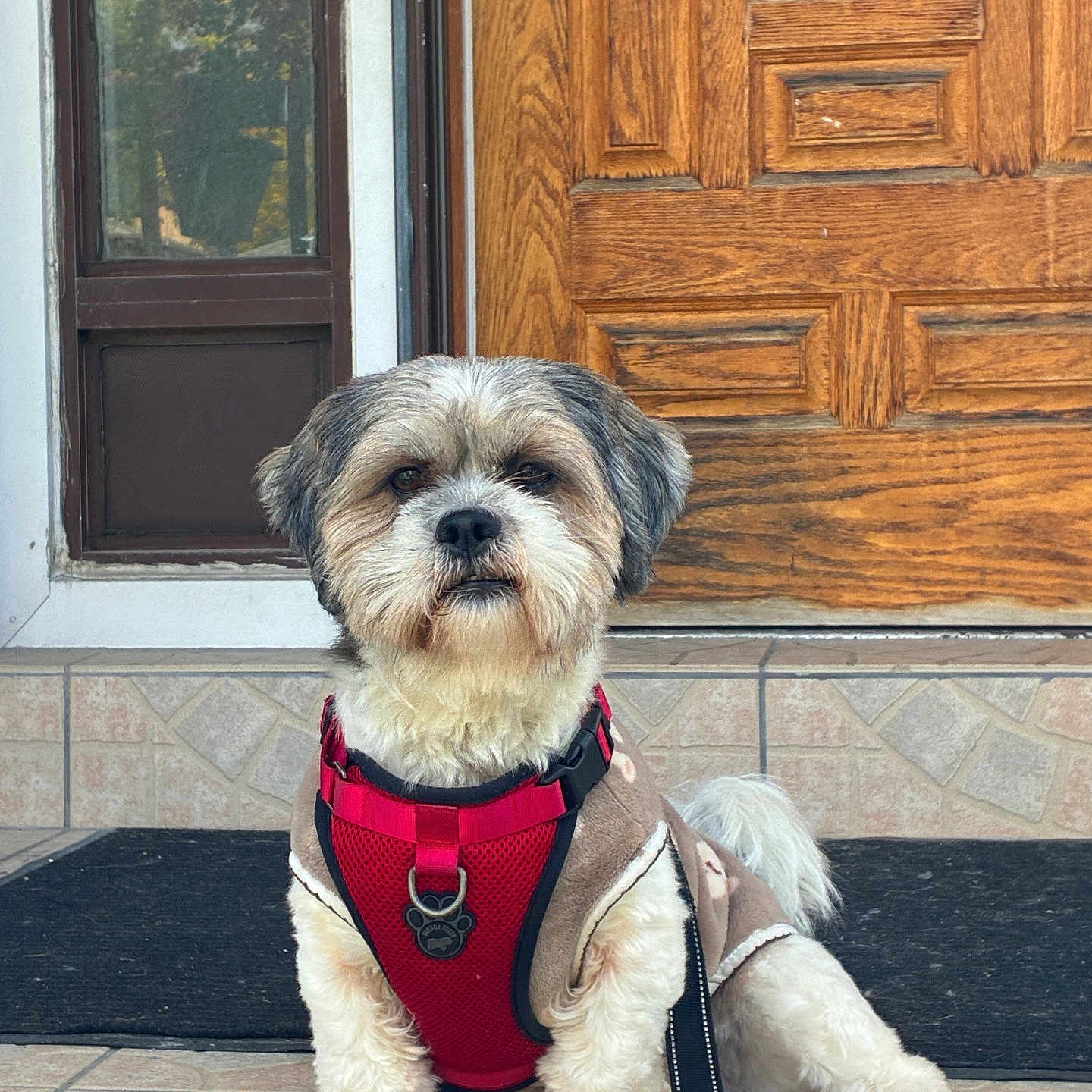 Milo is registered to the contest to win money with this photo: animal, canine, companion, cute, dog, domestic_animal, door, front_view, fur, harness, jacket, leash, outdoor, pet, pet_accessory, porch, sitting, small_dog, tile_floor, wooden_door