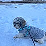 dog, snow, leash, jacket, harness, outdoor, winter, pet, canine, walking, vehicle, road, sidewalk, cold, fur, animal, daylight, curious, winter_clothing, pavement