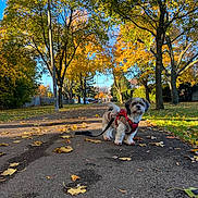 Milo is registered to the contest to win money with this photo: autumn, blue_sky, canine, cute, daytime, dog, fall, golden_leaves, leash, leaves, nature, outdoor, park, path, pet, seasonal, small_dog, sunlight, trees, walking