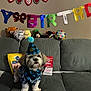 Milo joined the competition — help win amazing prizes! dog, birthday, party_hat, bandana, couch, balloons, plush_toys, dog_treats, celebration, indoor, gray_couch, pet, cute, fluffy, small_dog, birthday_gift, festive, happy, pet_accessory, living_room