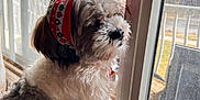 Milo is registered to the contest to win money with this photo: dog, window, indoor, headband, fluffy, pet, looking_out, natural_light, curtain, animal, fur, domestic, closeup, side_view, home, quiet, peaceful, decor, daylight, muzzle
