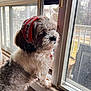 dog, window, indoor, headband, fluffy, pet, looking_out, natural_light, curtain, animal, fur, domestic, closeup, side_view, home, quiet, peaceful, decor, daylight, muzzle