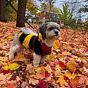 Milo joined the competition — help win amazing prizes! dog, autumn, leaves, costume, bee_costume, fall, outdoor, pet, tree, house, nature, seasonal, colorful, leash, fur, cute, small_dog, park, walking, canine