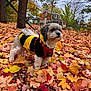 dog, autumn, leaves, costume, bee_costume, fall, outdoor, pet, tree, house, nature, seasonal, colorful, leash, fur, cute, small_dog, park, walking, canine