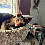 Esme joined the competition — help win amazing prizes! cat, calico, cat_tree, indoor, relaxed, sleepy, pet, window, sunlight, furniture, toy, colorful, cozy, fur, whiskers, ears, face, closeup, animal, resting