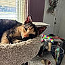 cat, calico, cat_tree, indoor, relaxed, sleepy, pet, window, sunlight, furniture, toy, colorful, cozy, fur, whiskers, ears, face, closeup, animal, resting