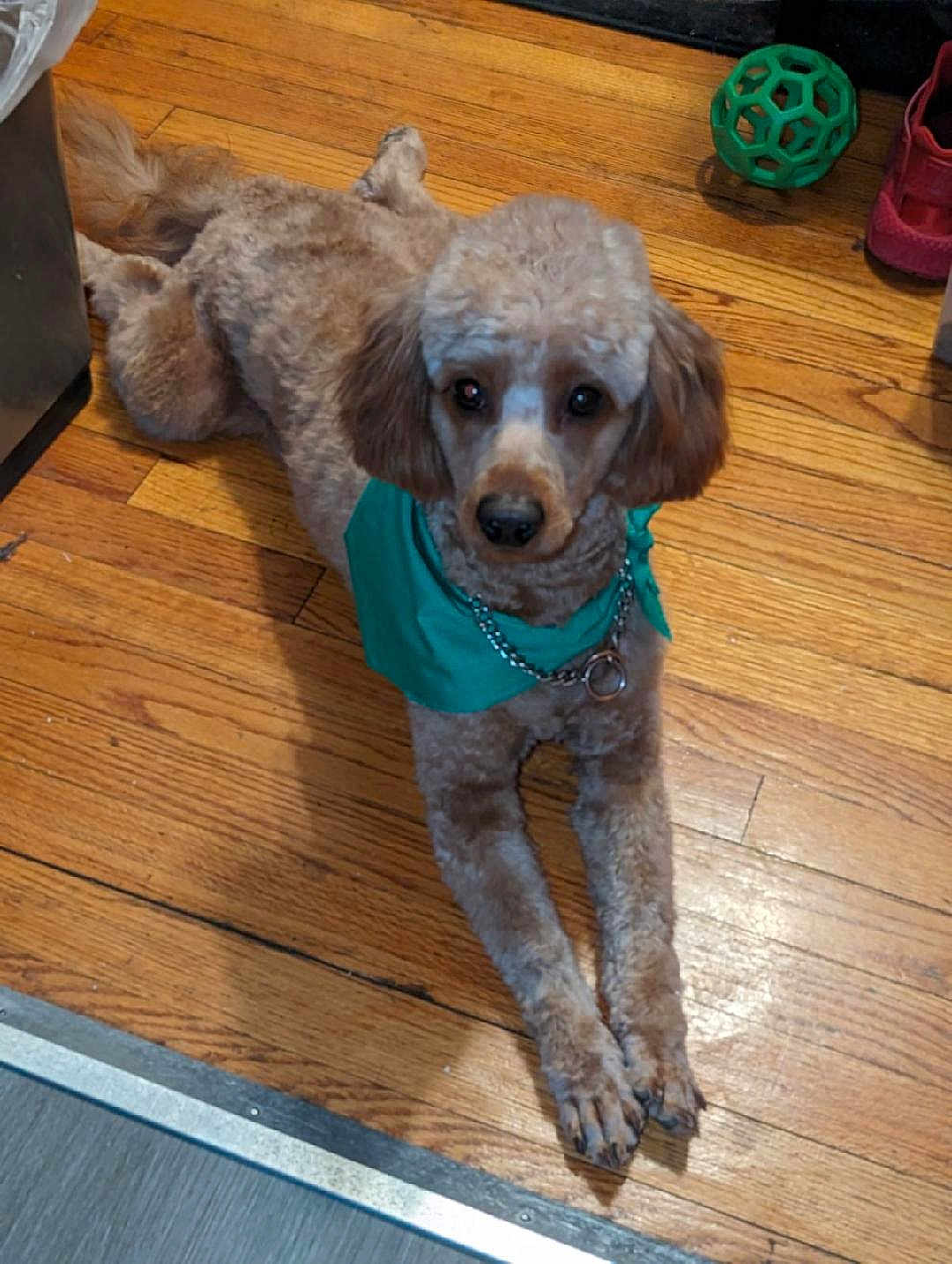 Cash Alexander is registered to the contest to win money with this photo: animal, bandana, brown, canine, collar, cute, dog, domestic, front_legs_stretched, fur, green_ball, groomed, indoor, laying_down, pet, poodle, red_shoe, relaxed, toy, wooden_floor