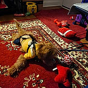 Cash Alexander is registered to the contest to win money with this photo: animal, box, brown_dog, carpet_pattern, clutter, dog, dog_toys, door, floor, footwear, furniture, indoor, pet, playful, plush_toy, red_carpet, rope_toy, shoe, toy_bone, yellow_jacket