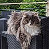 Siam participe au concours pour gagner de l'argent avec cette photo : angora, animal, architecture, backyard, building, cat, chair, couch, furniture, house, housing, jar, pet, plant, planter, porch, pottedplant, pottery, tree, vase