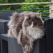Siam participe au concours pour gagner de l'argent avec cette photo : angora, animal, architecture, backyard, building, cat, chair, couch, furniture, house, housing, jar, pet, plant, planter, porch, pottedplant, pottery, tree, vase