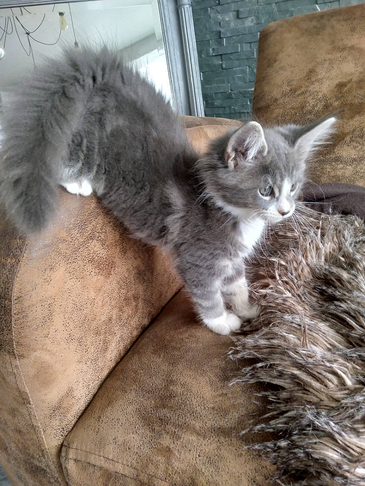 Siam a rejoint le concours — aidez-le/la à gagner de superbes lots ! carnivore, cat, claw, comfort, domestic_short_haired_cat, felidae, fur, grey, paw, small_to_medium_sized_cats, snout, tail, terrestrial_animal, whiskers, window