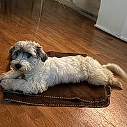 Tao a rejoint le concours — aidez-le/la à gagner de superbes lots ! animal, blanket, brown, calm, companion, cute, dog, domestic_animal, floor, fluffy, fur, gray, household, indoor, laying_down, pet, relaxed, resting, white, wooden_floor