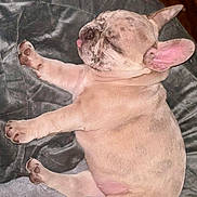Nala joined the competition — help win amazing prizes! french_bulldog, puppy, sleeping, dog, pet, cute, tongue_out, paws, cozy, blanket, fur, animal, resting, indoors, adorable, young, soft, relaxed, snout, ears