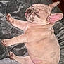 french_bulldog, puppy, sleeping, dog, pet, cute, tongue_out, paws, cozy, blanket, fur, animal, resting, indoors, adorable, young, soft, relaxed, snout, ears
