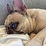 dog, french_bulldog, blue_eyes, close_up, pet, lying_down, blanket, soft, relaxed, ears, fur, portrait, indoor, cozy, resting, animal, cute, mammal, companion, domestic