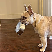 Nala is registered to the contest to win money with this photo: dog, french_bulldog, pet, indoor, wooden_floor, food_bowl, waiting, cute, animal, canine, ears_up, light_brown, standing, house, companion, domestic, looking_sideways, mouth_holding, floor, home