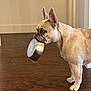 dog, french_bulldog, pet, indoor, wooden_floor, food_bowl, waiting, cute, animal, canine, ears_up, light_brown, standing, house, companion, domestic, looking_sideways, mouth_holding, floor, home