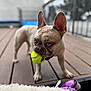Nala joined the competition — help win amazing prizes! dog, french_bulldog, tennis_ball, toy, wooden_deck, pet, animal, playful, outdoor, brown, ears, closeup, cute, canine, floor, fence, pet_toy, domestic_animal, daylight, fur