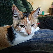 Princess joined the competition — help win amazing prizes! cat, calico_cat, indoor, resting, close_up, feline, person, couch, furniture, green_couch, relaxing, whiskers, ears, fur, domestic_animal, pet, cozy, living_room, human, casual