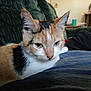 cat, calico_cat, indoor, resting, close_up, feline, person, couch, furniture, green_couch, relaxing, whiskers, ears, fur, domestic_animal, pet, cozy, living_room, human, casual