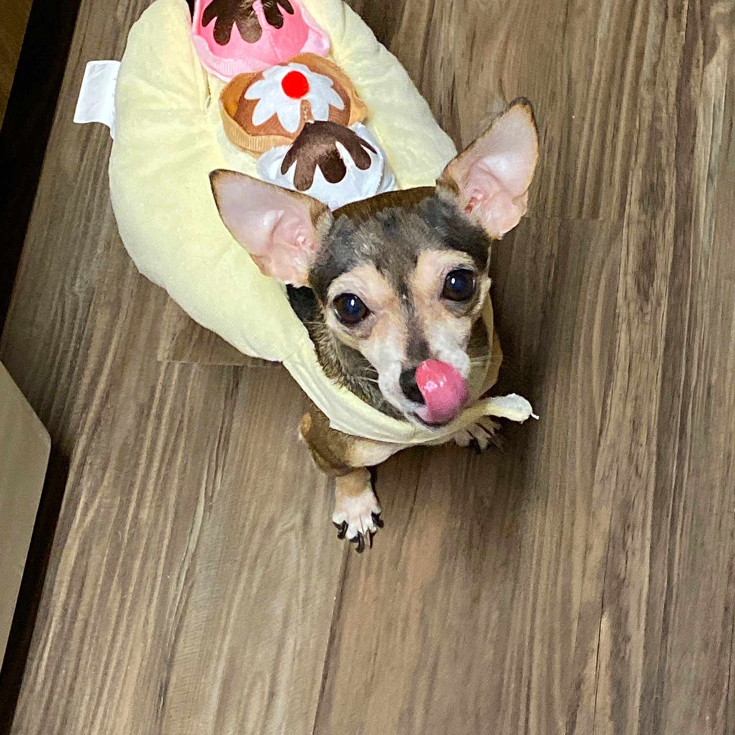 Lulu is registered to the contest to win money with this photo: animal, bodypart, canine, chihuahua, cushion, dog, dogbed, furniture, hardwood, homedecor, hound, indoors, interiordesign, mouth, person, pet, puppy, sleeping, stainedwood, wood