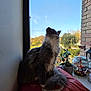 animal, blue_sky, brick_wall, cat, cozy, curious, cushion, daylight, fluffy, glass_jar, gray_cat, greenery, home, indoor_plant, pet, potted_plant, sitting, sunlight, white_fur, window