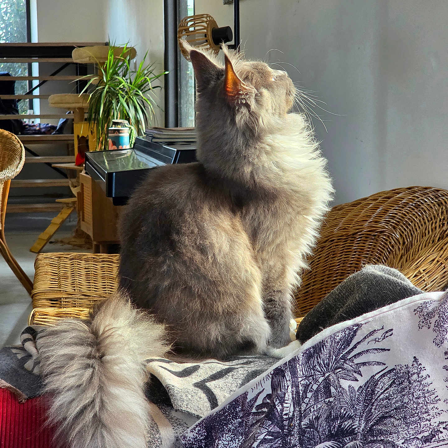 Aston participe au concours pour gagner de l'argent avec cette photo : blanket, cat, chair, cozy, domestic_animal, feline, fluffy, fur, gray, home, indoor, peaceful, pet, plant, relaxing, side_view, sunlight, tail, wicker_furniture, window