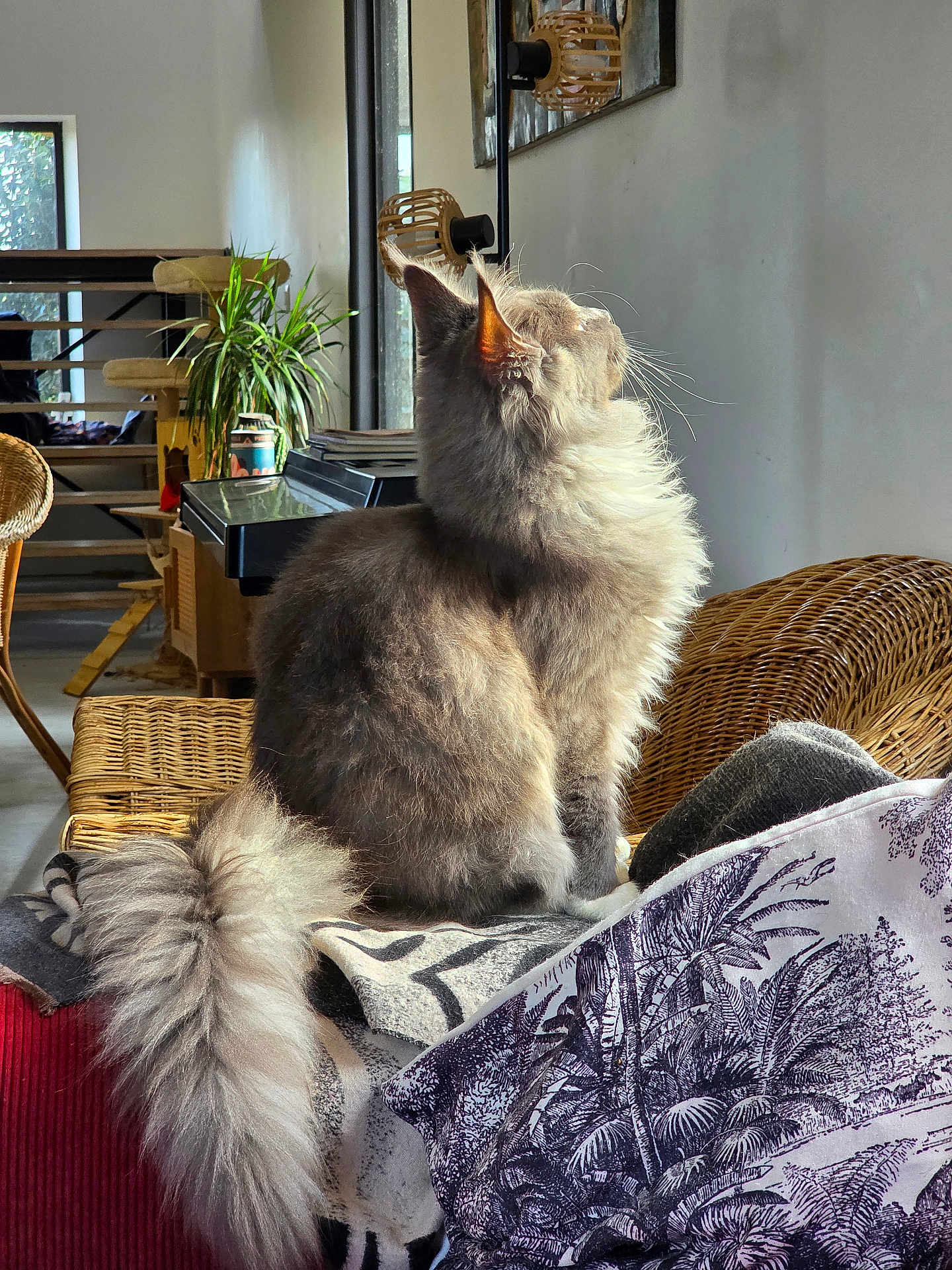 Aston participe au concours pour gagner de l'argent avec cette photo : cat, fluffy, gray, indoor, sunlight, blanket, chair, wicker_furniture, plant, cozy, peaceful, pet, tail, window, home, relaxing, feline, side_view, fur, domestic_animal