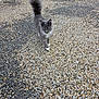 cat, gray_cat, fluffy_tail, white_paws, outdoor, gravel, driveway, animal, pet, walking, curious, confident, feline, nature, daylight, mammal, fur, whiskers, ears, yellow_eyes