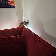 Aston a rejoint le concours — aidez-le/la à gagner de superbes lots ! animal, cat, corner, couch, cozy, curious, fluffy, furniture, gray_cat, home, indoor, light, pet, poster, quiet, red_couch, shadow, sitting, wall, white_cat