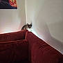 animal, cat, corner, couch, cozy, curious, fluffy, furniture, gray_cat, home, indoor, light, pet, poster, quiet, red_couch, shadow, sitting, wall, white_cat